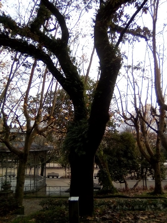 ROBLE NEGRO. Quercus pyrenaica. Europa meridional. Semi caducifolia. Hasta 20 m de altura. Florece en primavera. Paseo de los Leones.