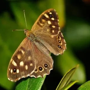 Satyrium Ilicis